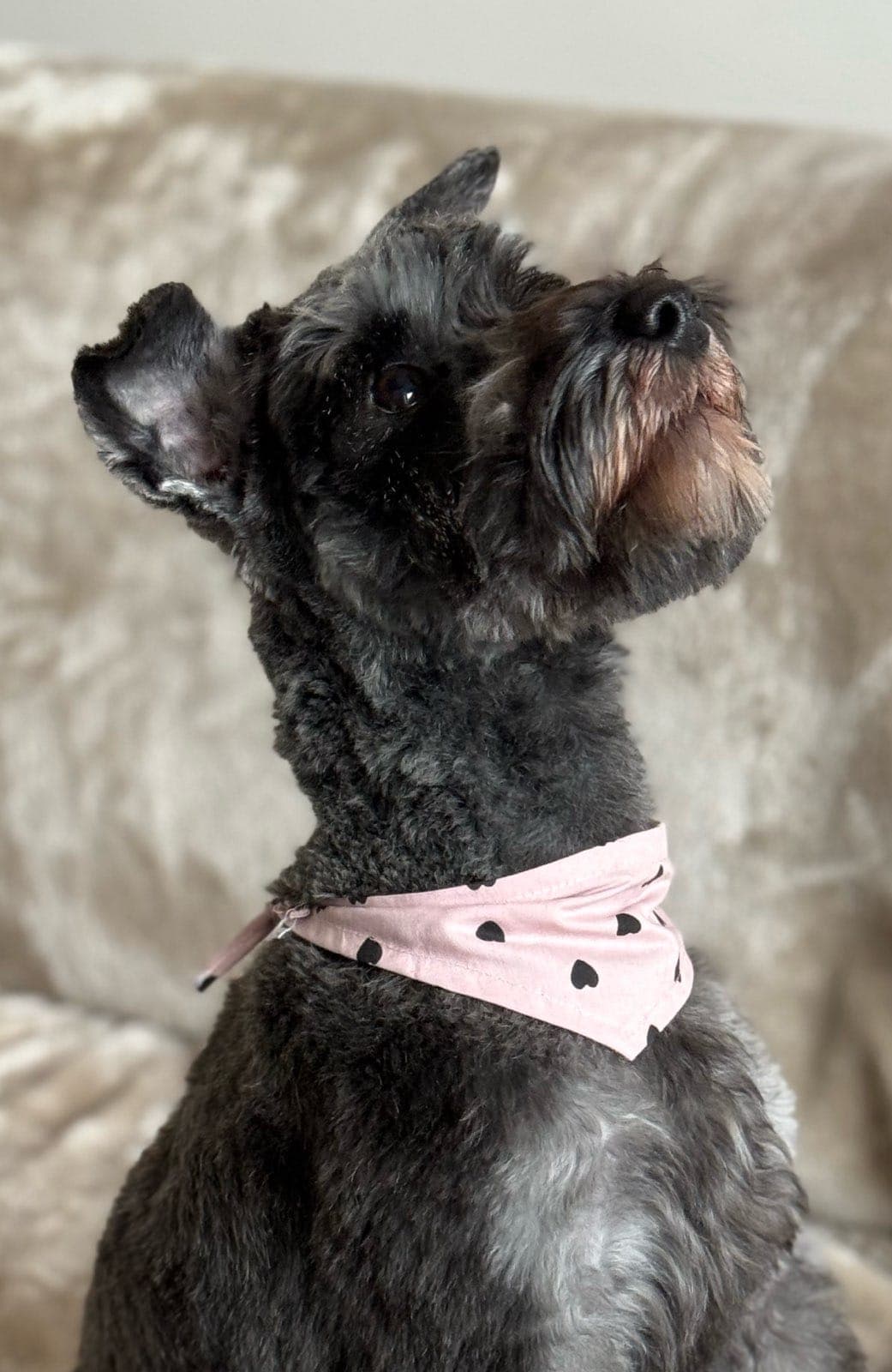 Image 1 de chiens - educateur comportementaliste canin