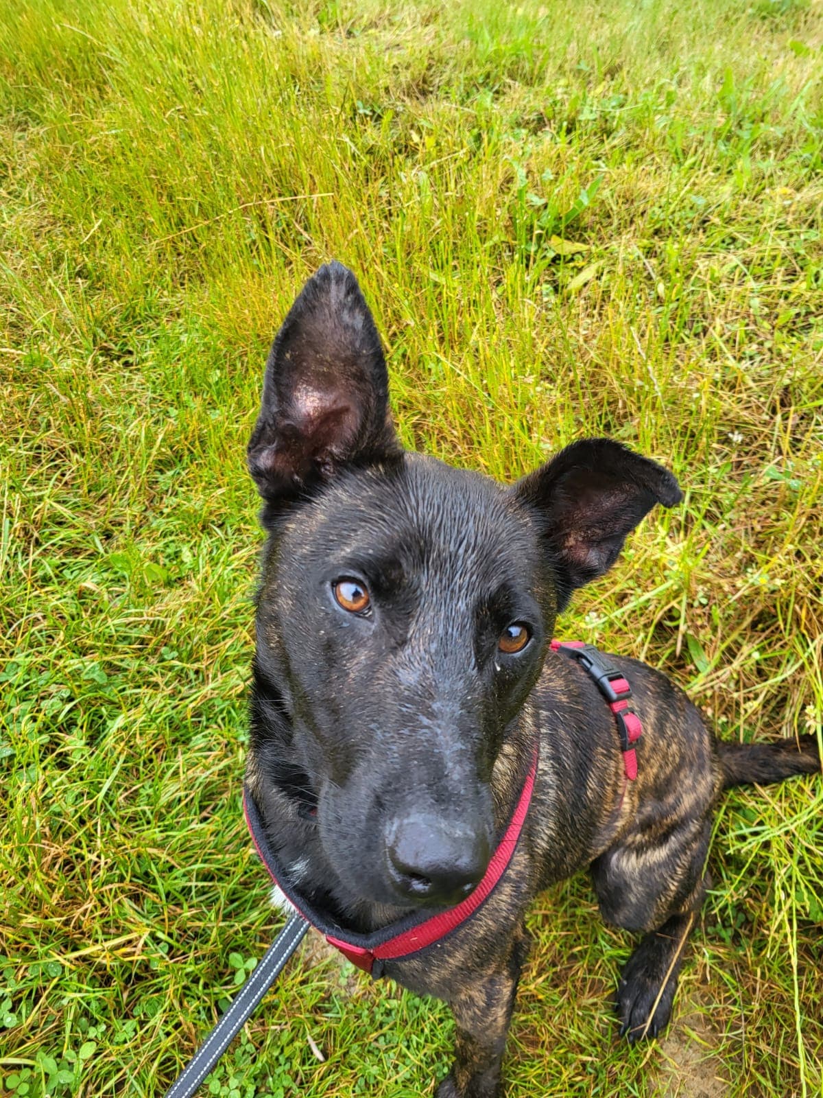 Image 10 de chiens - educateur comportementaliste canin