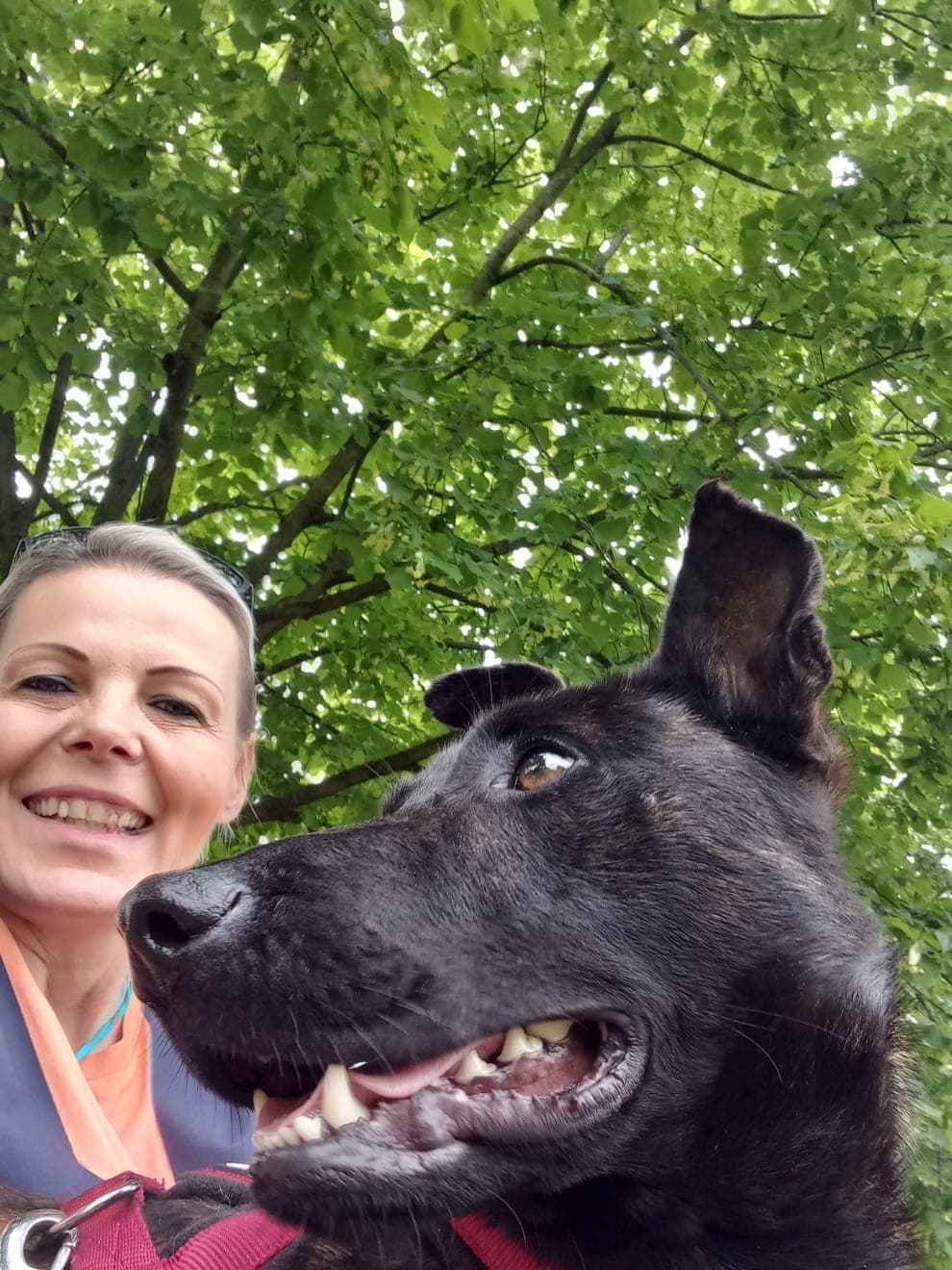 Image 12 de chiens - educateur comportementaliste canin