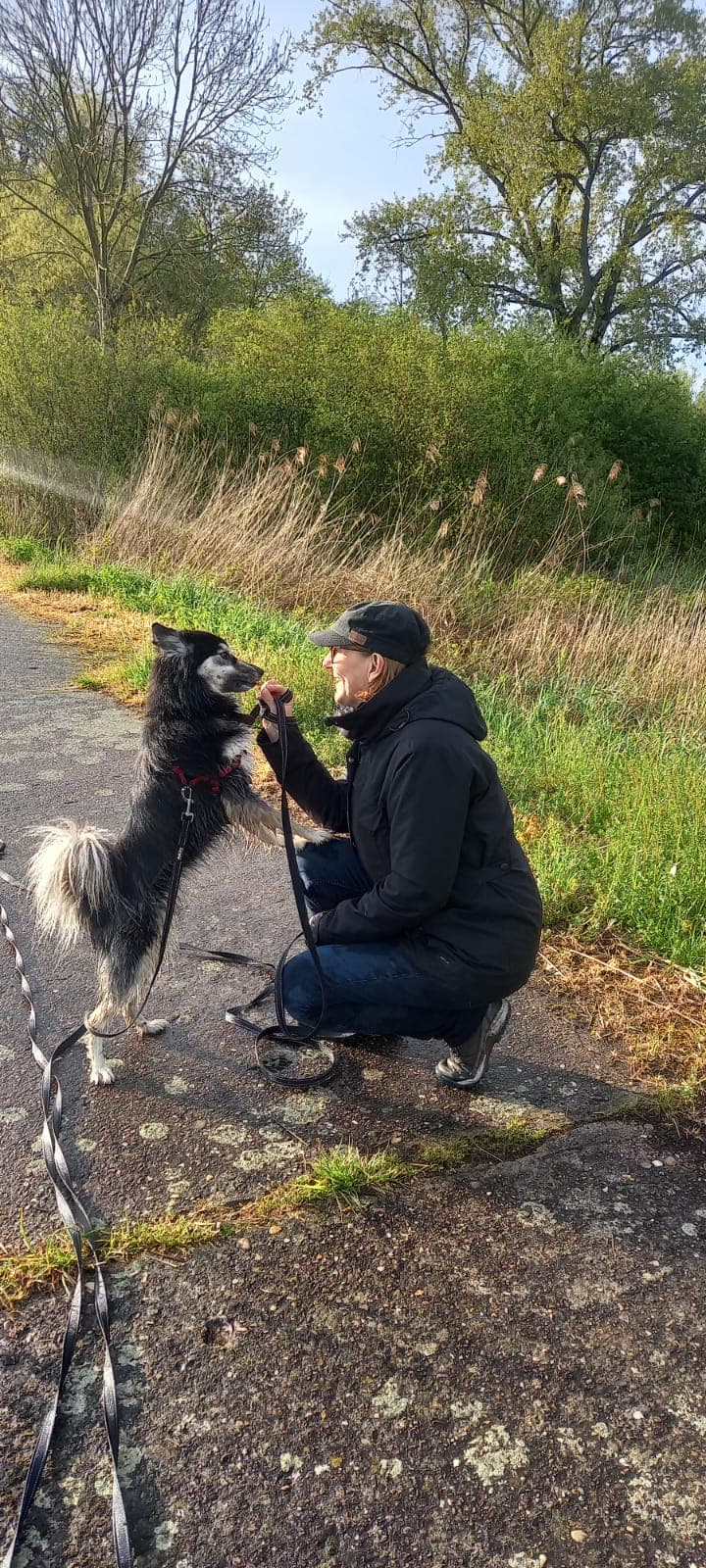 Image 13 de chiens - educateur comportementaliste canin