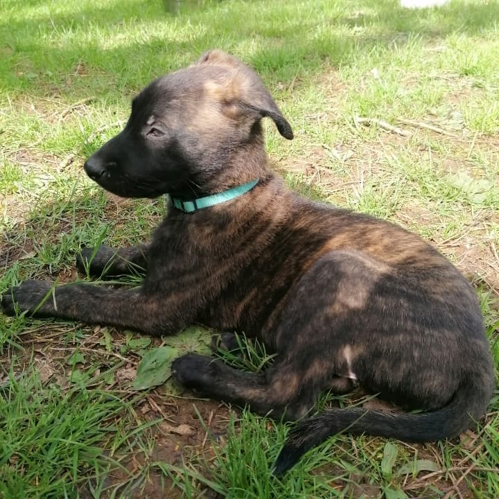 Image 14 de chiens - educateur comportementaliste canin