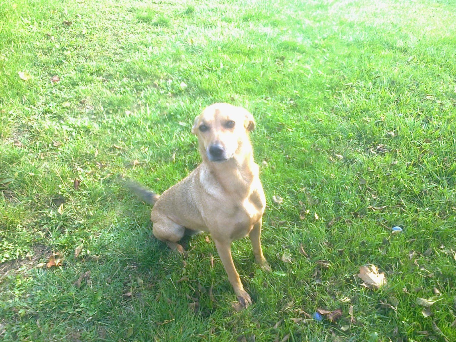 Image 15 de chiens - educateur comportementaliste canin