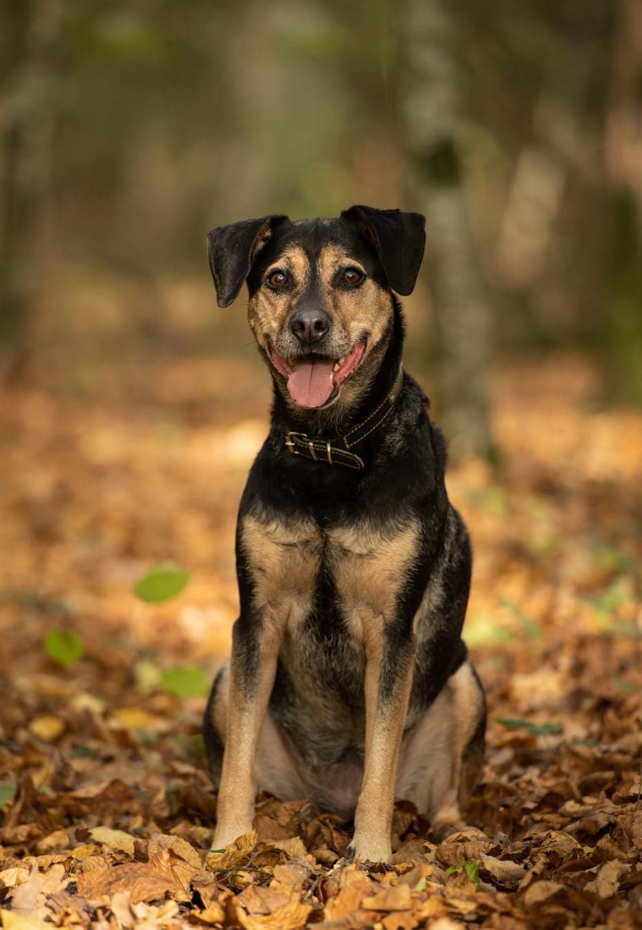 Image 17 de chiens - educateur comportementaliste canin
