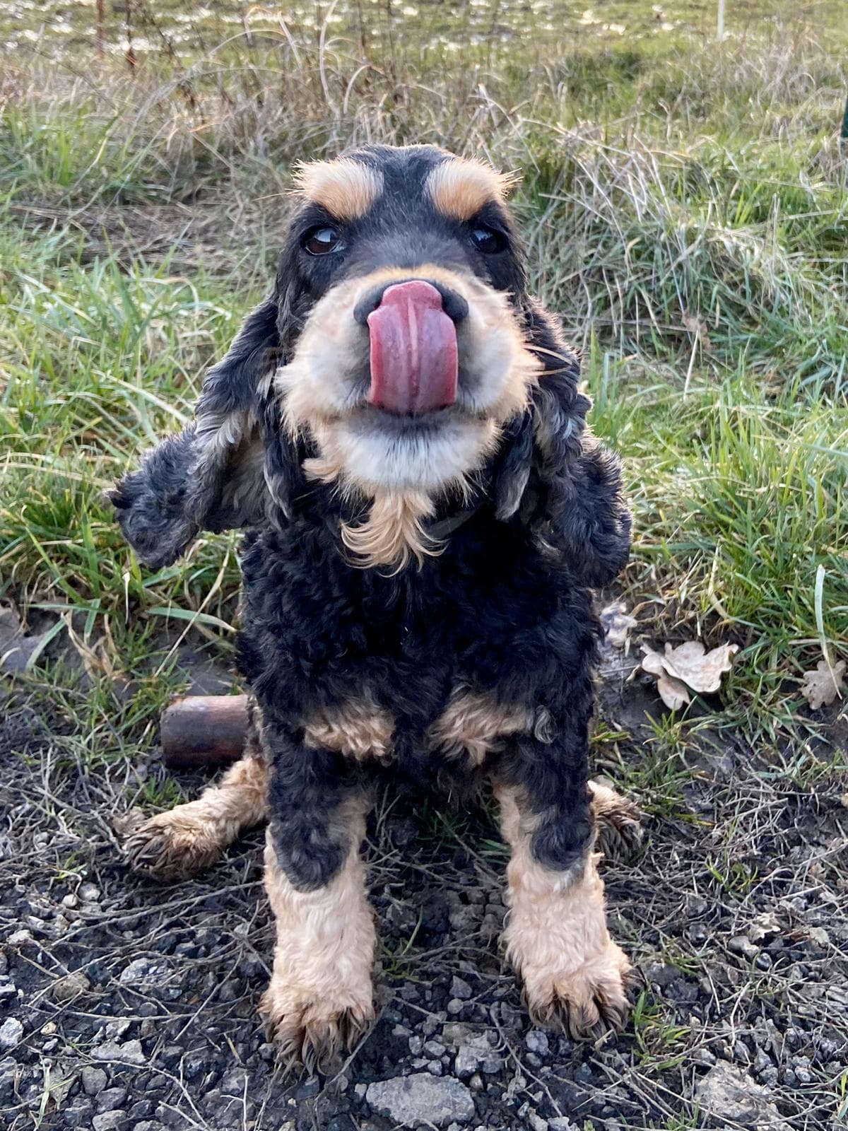 Image 18 de chiens - educateur comportementaliste canin