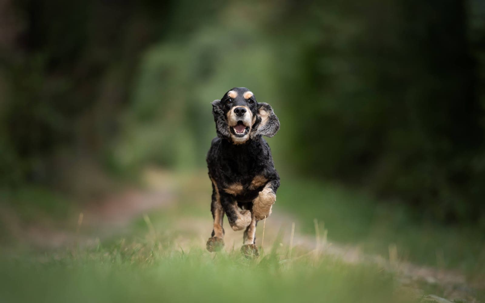 Image 19 de chiens - educateur comportementaliste canin