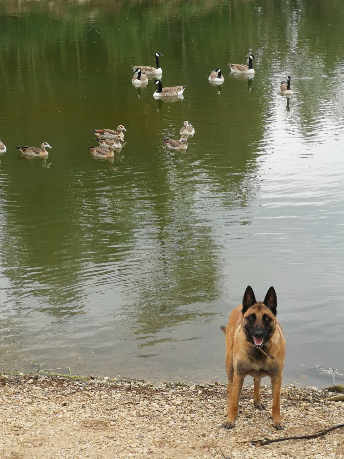 Image 2 de chiens - educateur comportementaliste canin