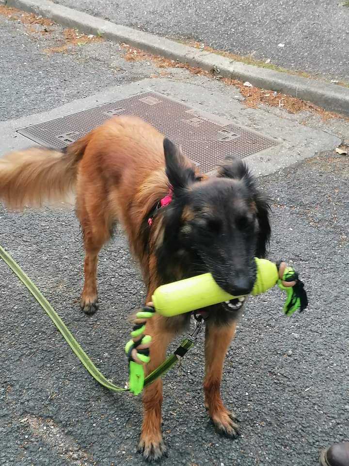 Image 20 de chiens - educateur comportementaliste canin