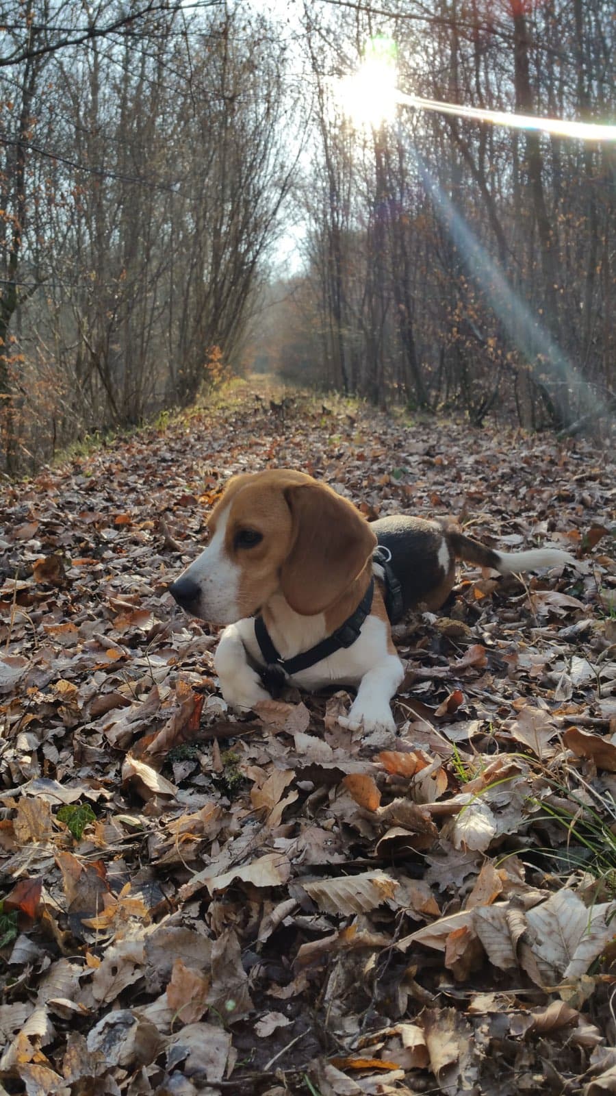 Image 3 de chiens - educateur comportementaliste canin