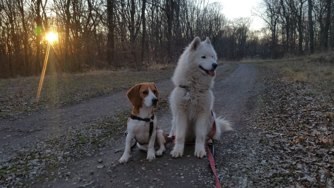 Image 4 de chiens - educateur comportementaliste canin