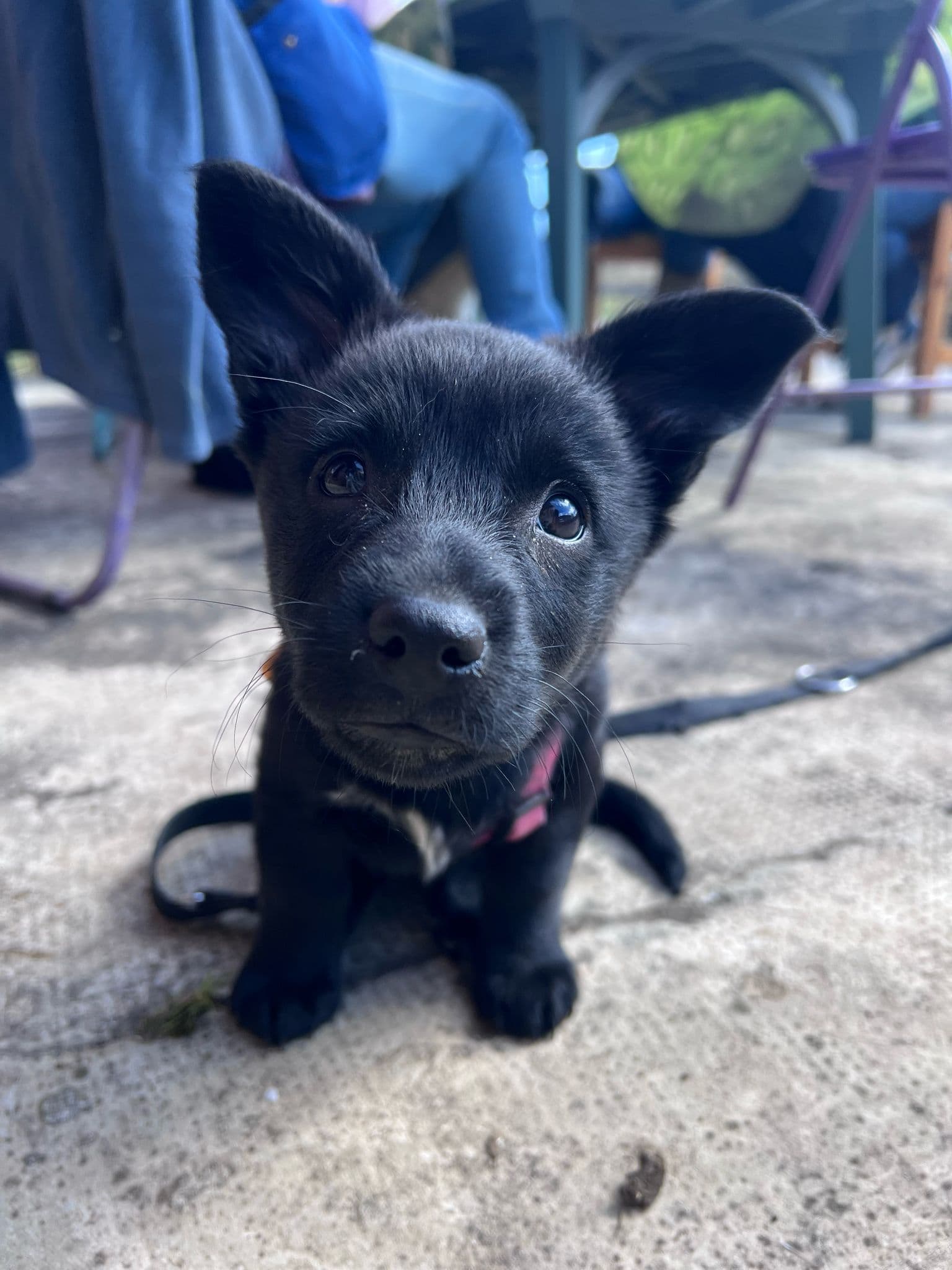 Image 5 de chiens - educateur comportementaliste canin