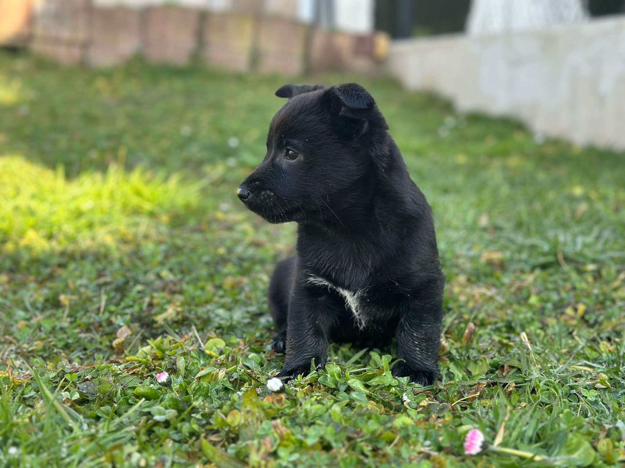 Image 7 de chiens - educateur comportementaliste canin