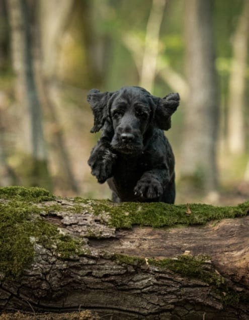 Image 8 de chiens - educateur comportementaliste canin