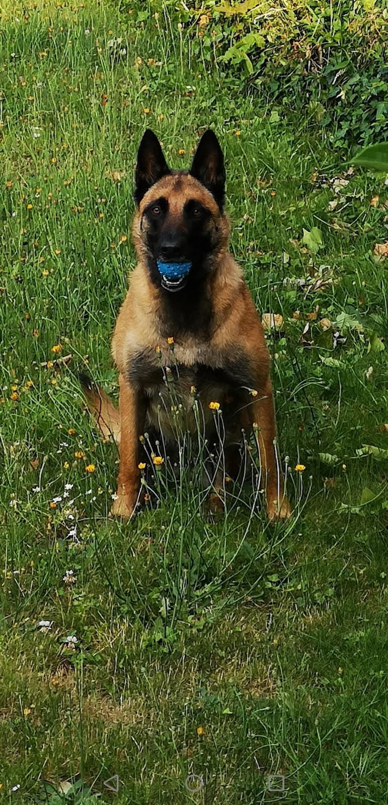 Image 9 de chiens - educateur comportementaliste canin